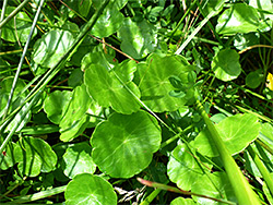 Marsh pennywort