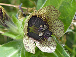 Purple-centred flower