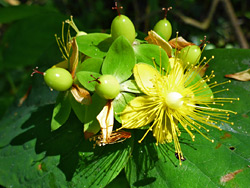 Hypercium androsaemum