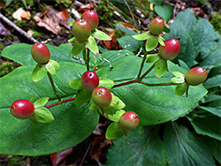 Berries