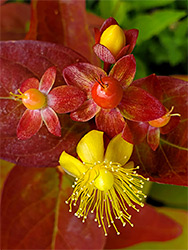 Red leaves