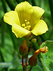 Pale yellow flower