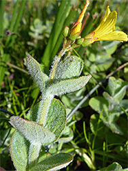 Hairy leaves