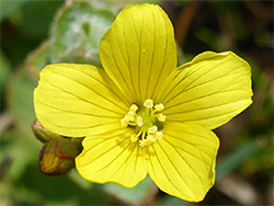 Veined yellow petals