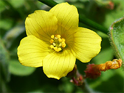 Five-lobed flower