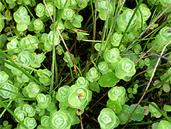 Leafy stems