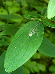 Pinnate leaf veins