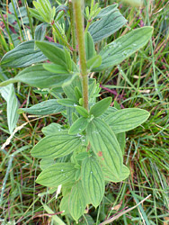 Strongly veined leaves