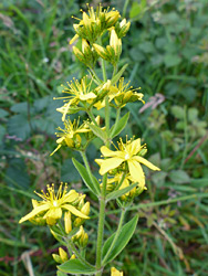 Elongated flower cluster