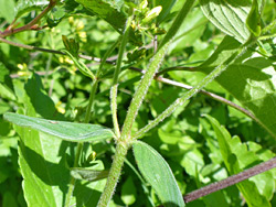 Stem and leaves