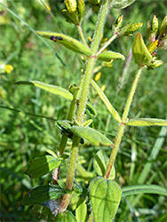 Hairy stem