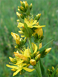 Yellow flowers and green calyces