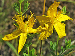 Hairy st-john's-wort