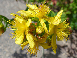 Exserted stamens