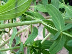 Spotted stem