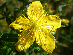 Many stamens