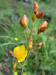 Orange/red buds