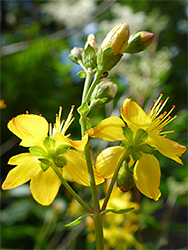 Buds and flowers