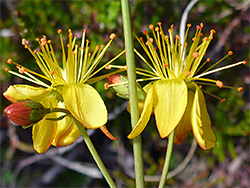 Pair of flowers