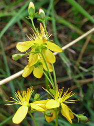 Slender st-john's-wort