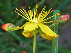 Slender St-John's-wort