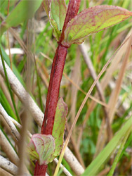 Red stem