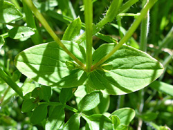 Opposite leaves