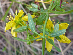 Flowers and leaves