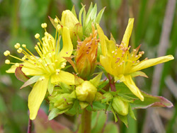 Cluster of flowers