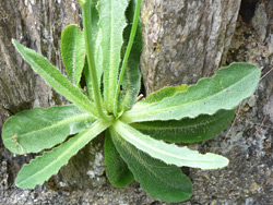 Plant growing on rocks