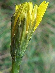 Developing flowerhead