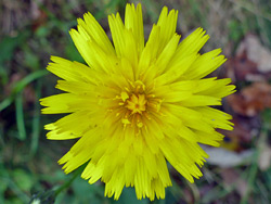 Yellow flowerhead