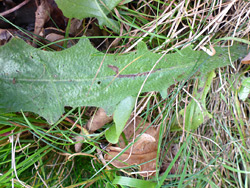 Lobed leaf