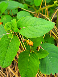 Toothed leaves