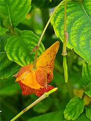 Flower and leaves