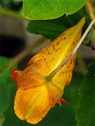 Red-spotted petals