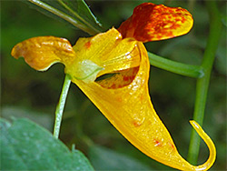 Spurred flower