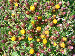 Ploughman's-spikenard