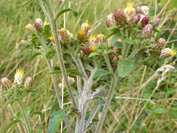 Hairy stems