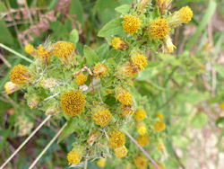 Many flowerheads