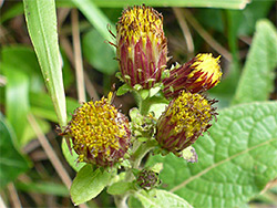 Four flowerheads