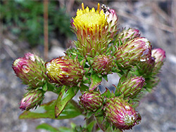 Red-margined phyllaries