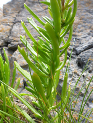 Succulent leaves