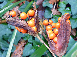 Orange-red berries