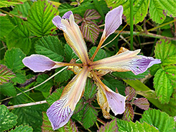 Veined sepals