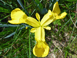 Yellow iris