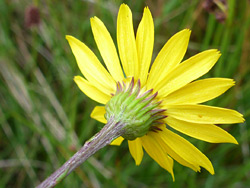 Green phyllaries