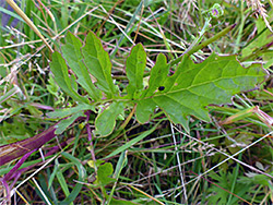 Lobed leaf