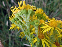 Developing flowerheads