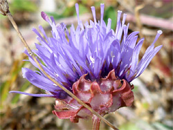 Sheep's-bit scabious